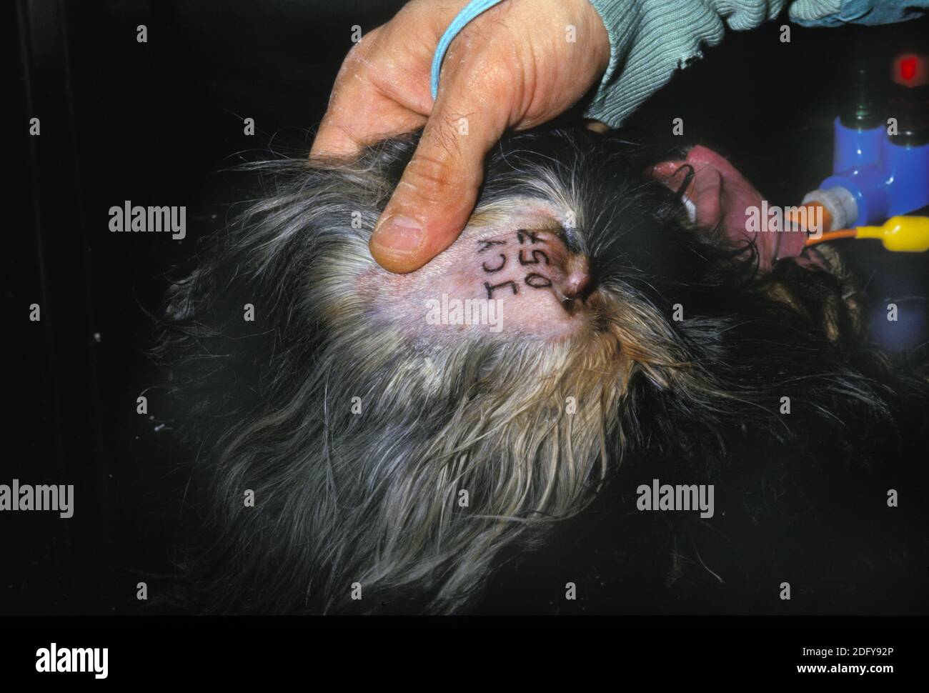 One ear dog hi-res stock photography and images - Alamy