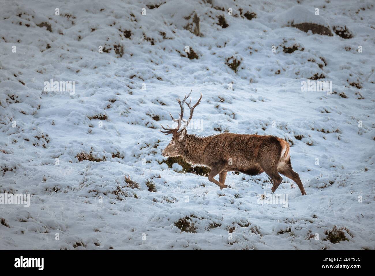 Scottish red deer standing on the hill covered in snow. Stock Photo
