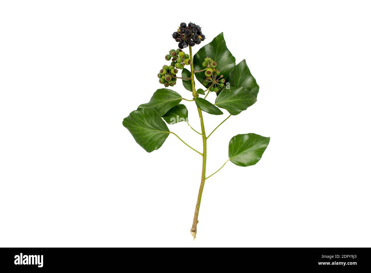 Ivy branch with leaves and berries isolated on white. Hedera helix plant. Stock Photo