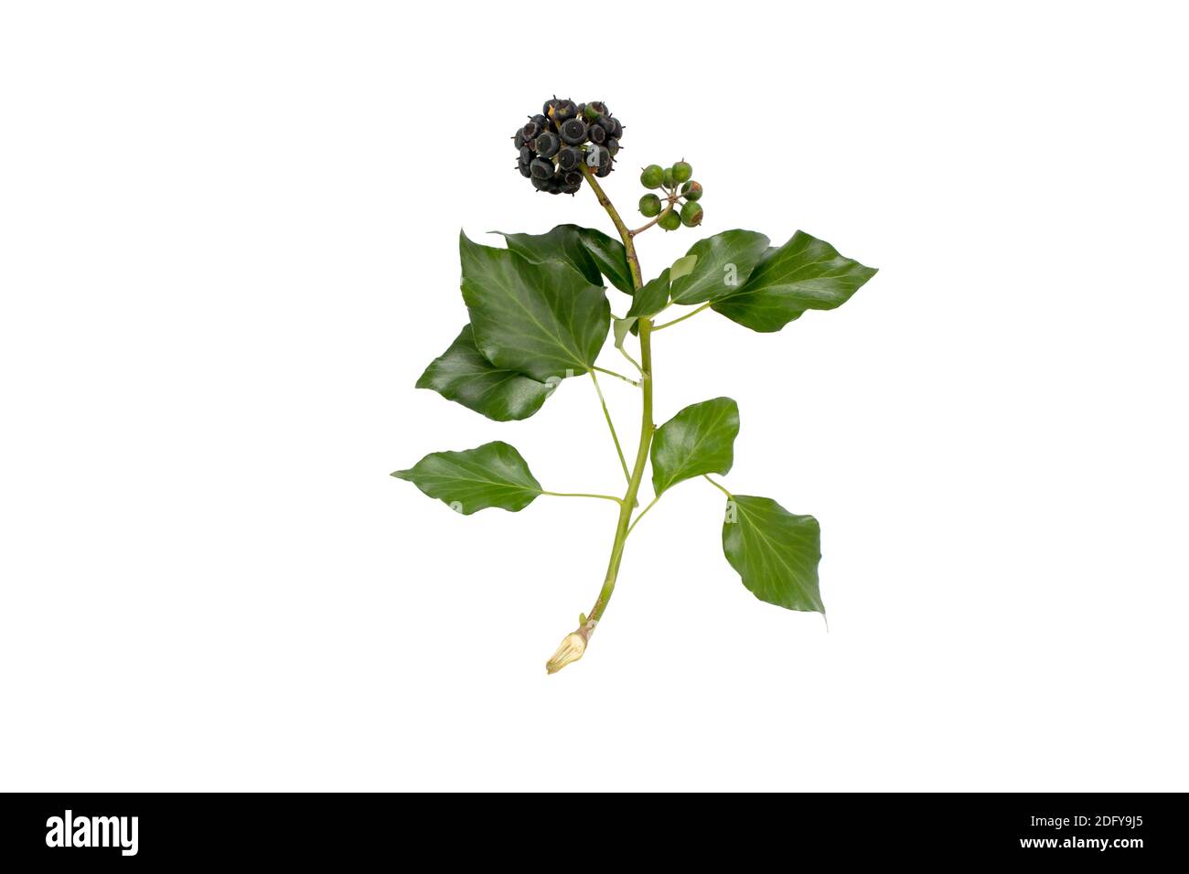 Commom ivy branch with leaves and fruits isolated on white. Hedera helix plant. Stock Photo