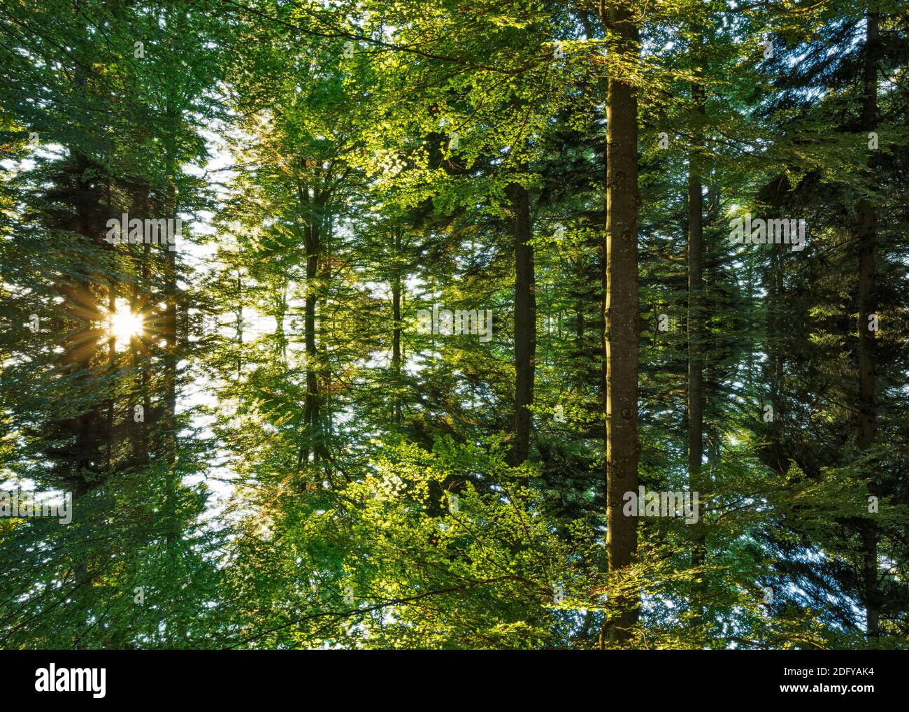 Wald gespiegelt Stock Photo