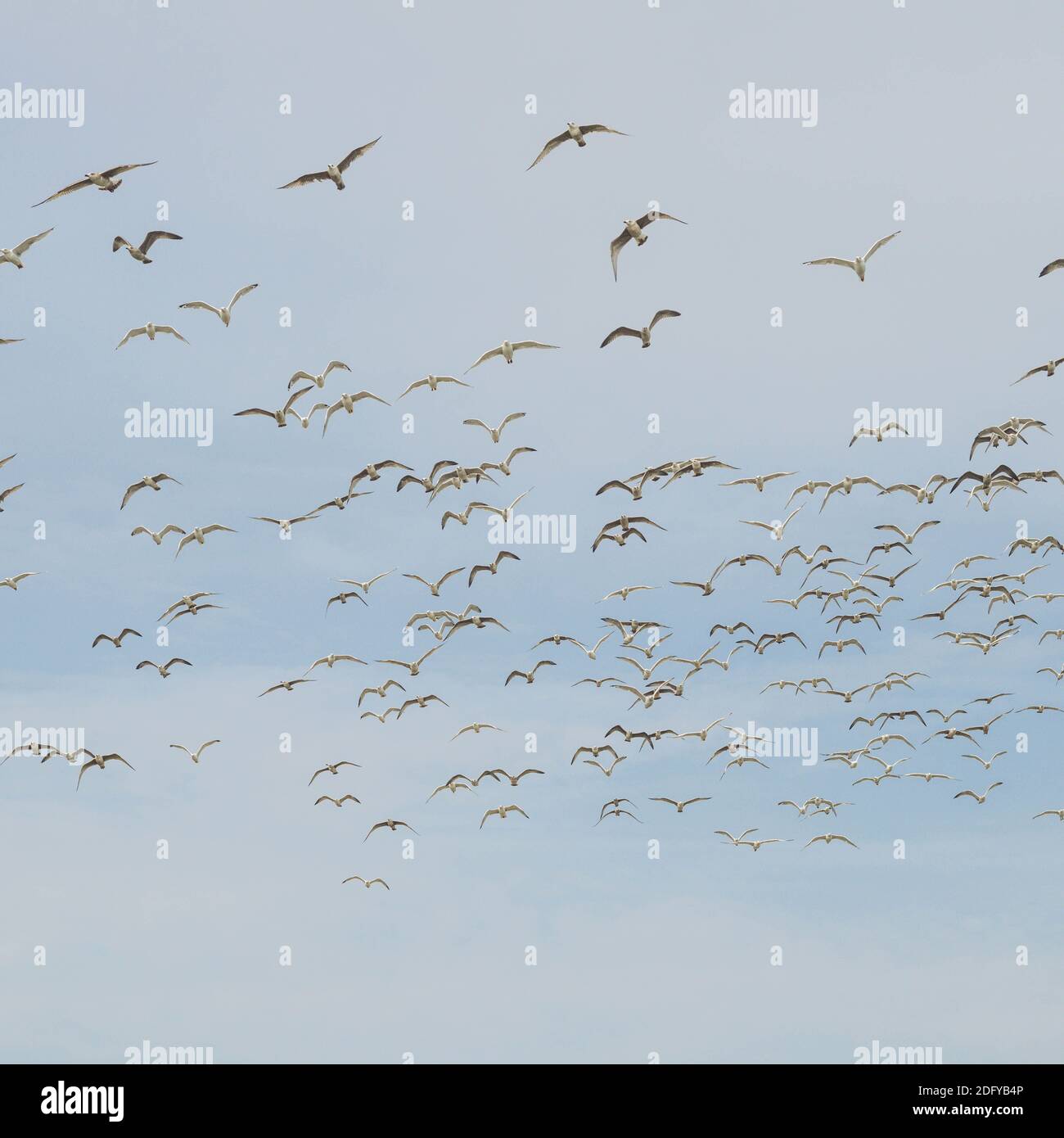 Flying flock of white gulls. A lot of birds in the sky. Stock Photo