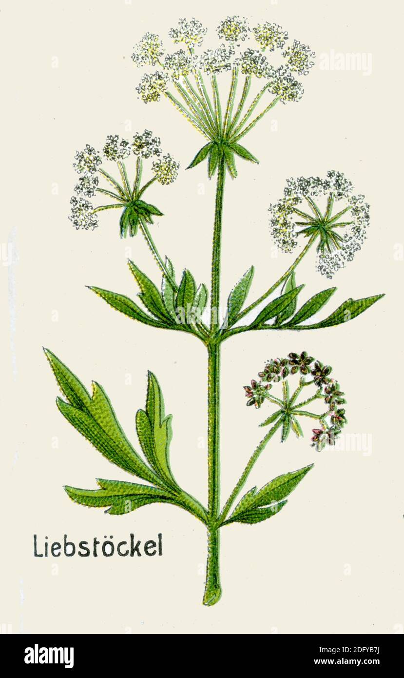 lovage / Levisticum officinale / Liebstöckel  / botany book, 1908) Stock Photo
