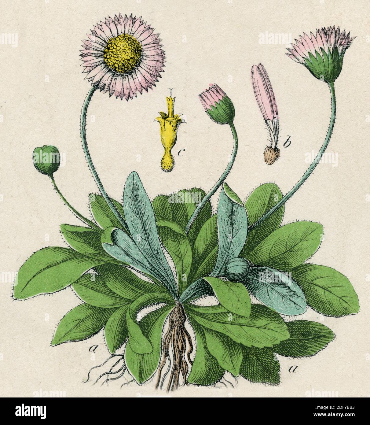 daisy / Bellis perennis / Gänseblümchen  / botany book, 1879) Stock Photo