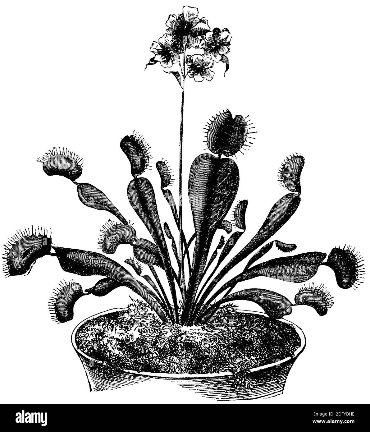 Venusfliegenfalle High Resolution Stock Photography And Images Alamy