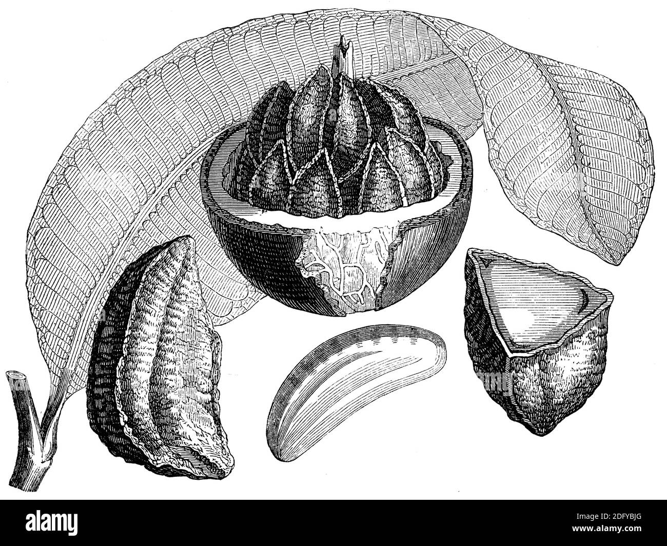 Brazil nut / Bertholletia excelsa / Paranuss (biology book, 1882 Stock Photo Alamy