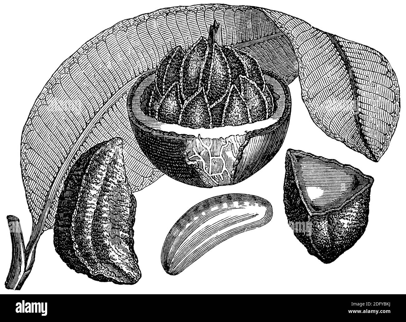 Brazil nut / Bertholletia excelsa / Paranuss (encyclopedia, 1893 Stock