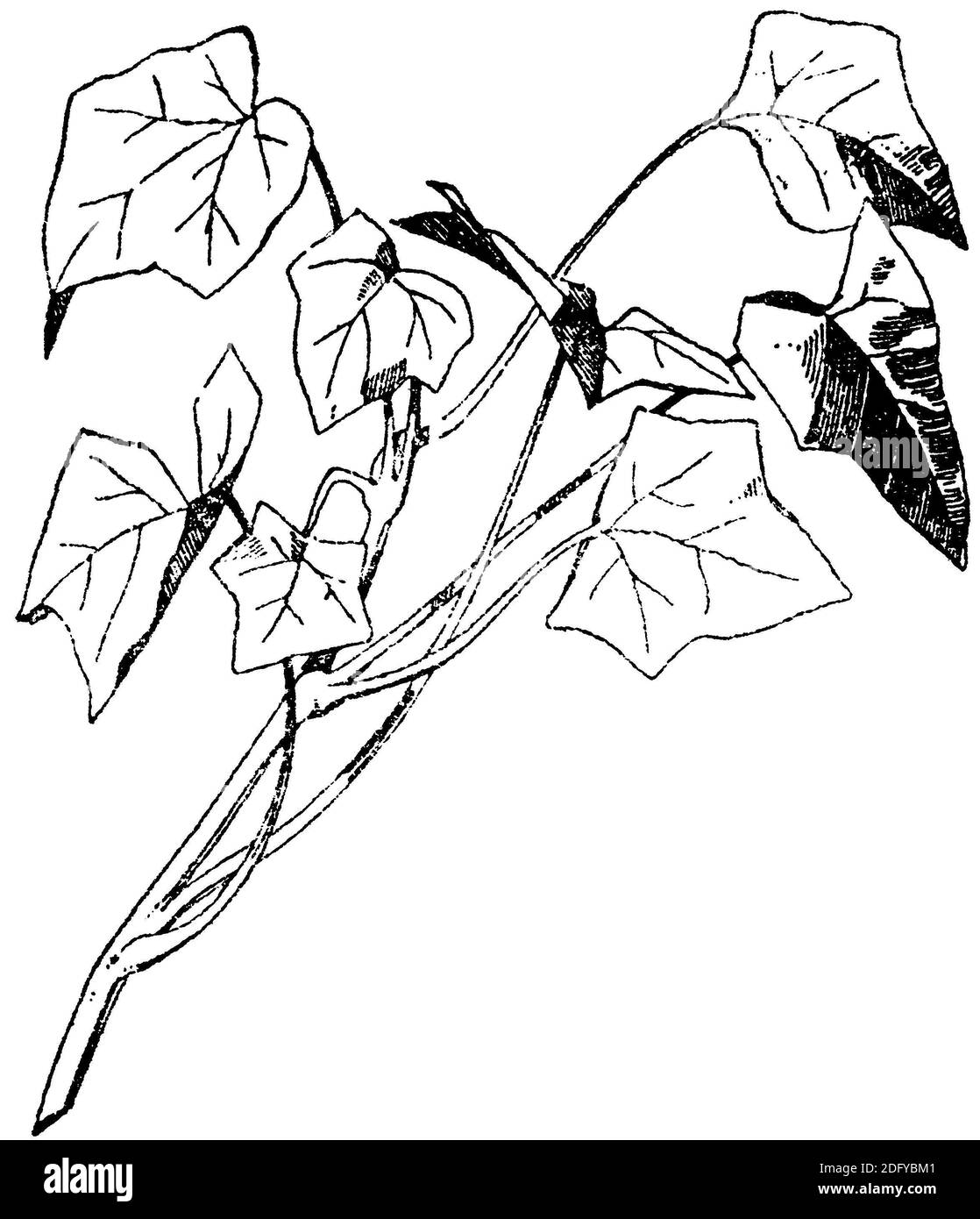 Woodcut hedera helix hi res stock photography and images Alamy