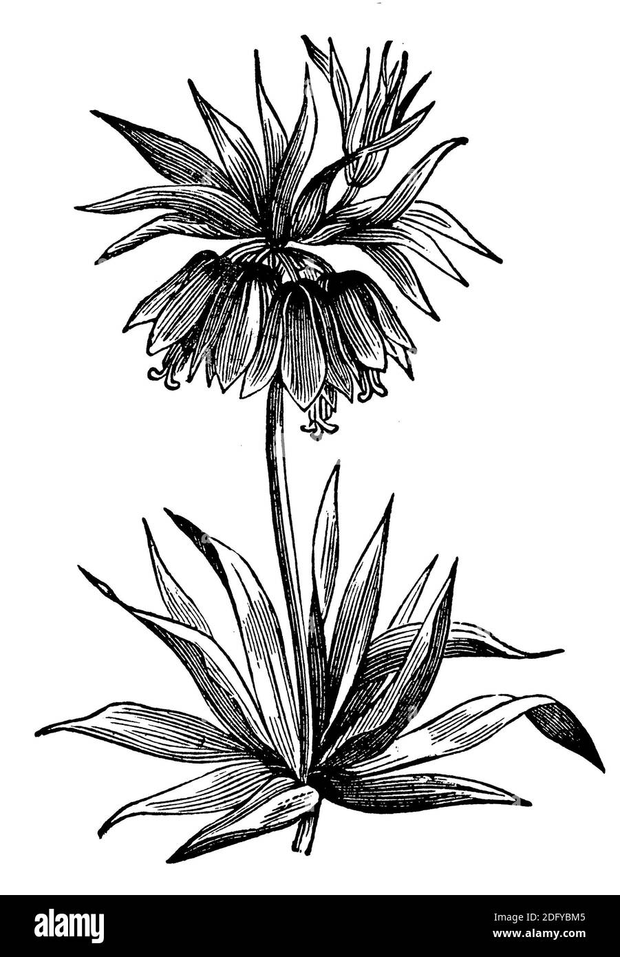 crown imperial, imperial fritillary or Kaiser's crown / Fritillaria imperialis / Kaiserkrone (encyclopedia, 1900) Stock Photo