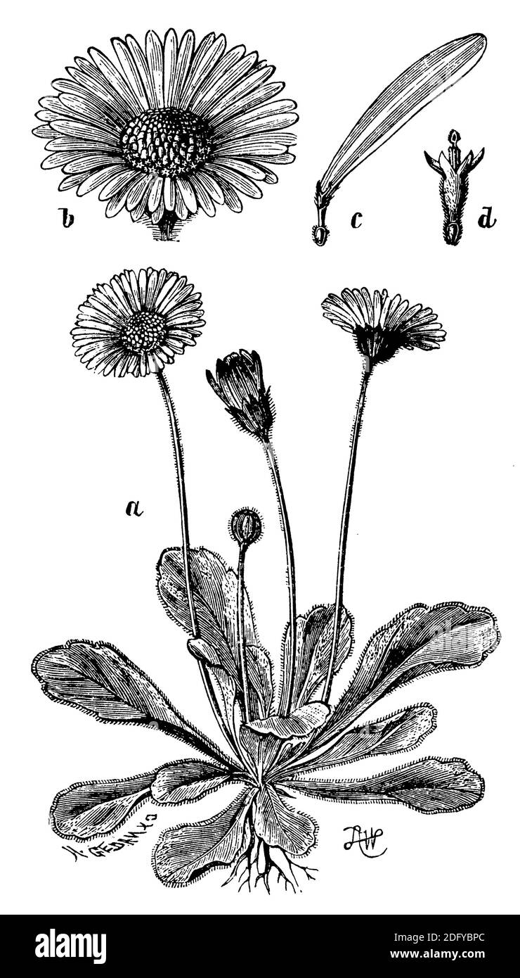 daisy / Bellis perennis / Gänseblümchen (botany book, 1898) Stock Photo