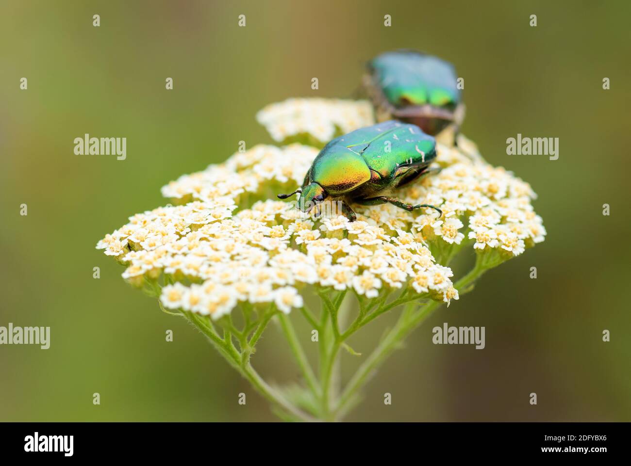 Black rose chafer hi-res stock photography and images - Alamy