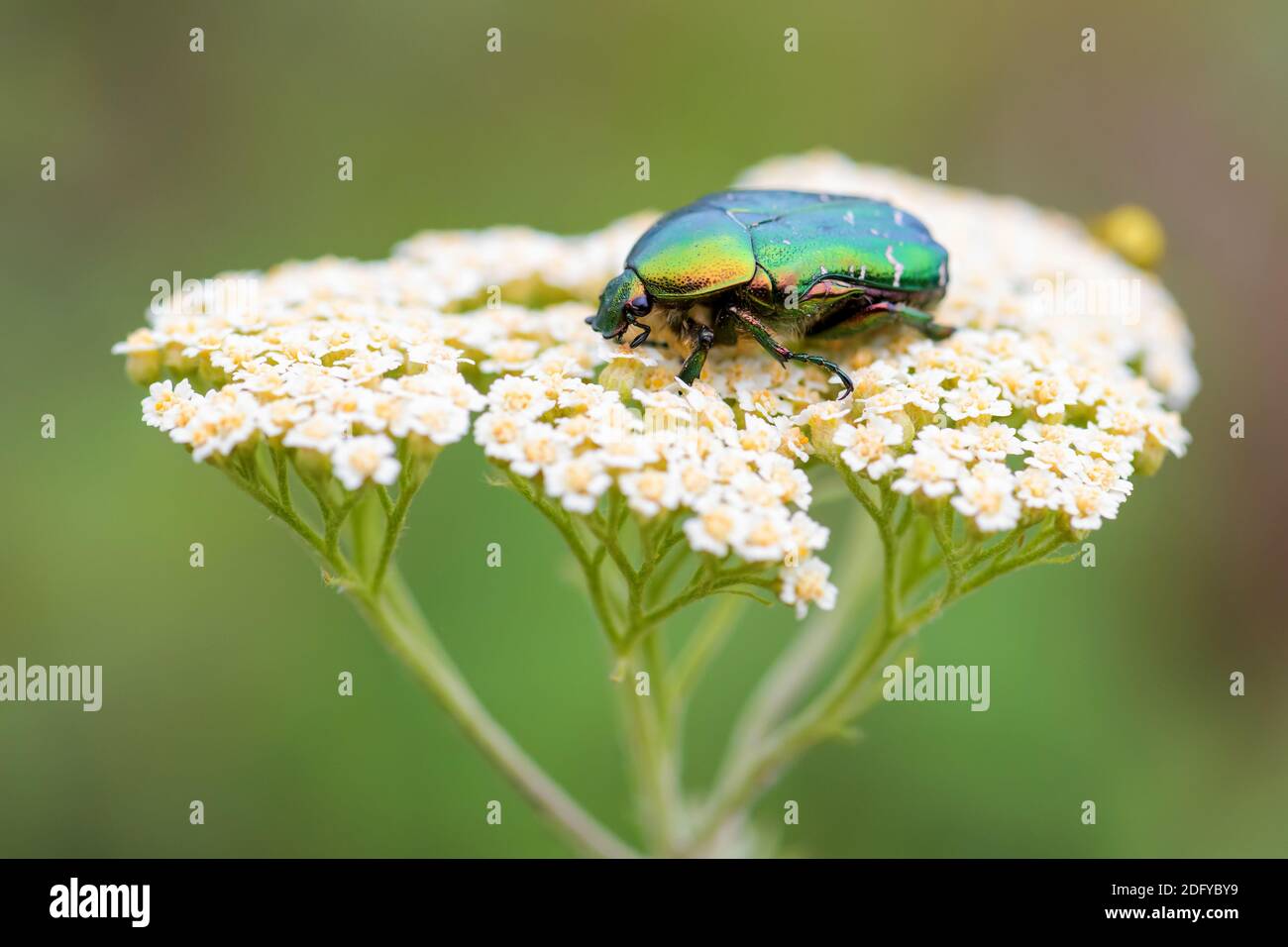 Black rose chafer hi-res stock photography and images - Alamy