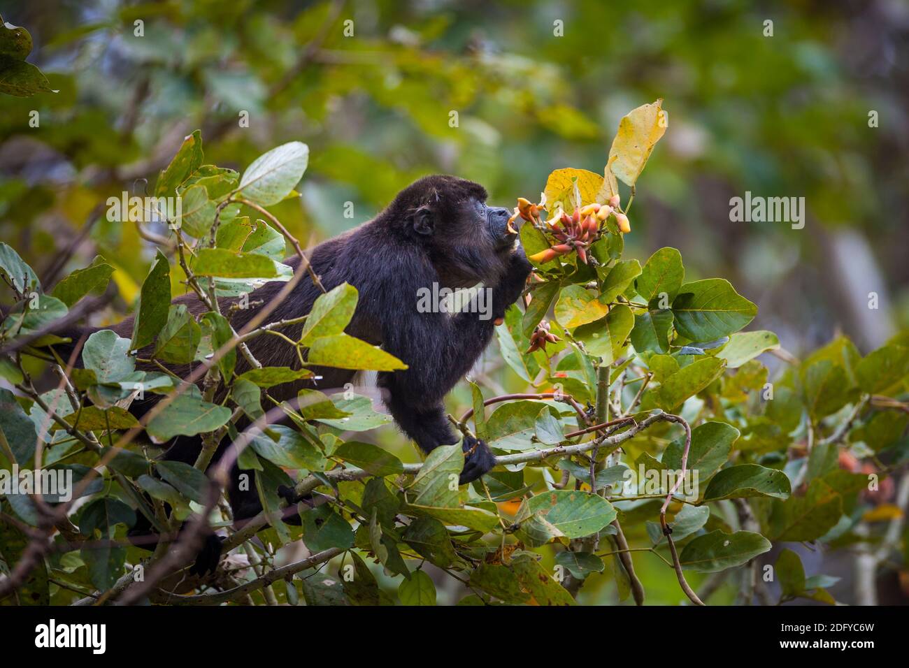Panama wildlife with a Mantled Howler Monkey, Alouatta palliata, feeding on flowers in the rainforest of Soberania national park, Republic of Panama. Stock Photo