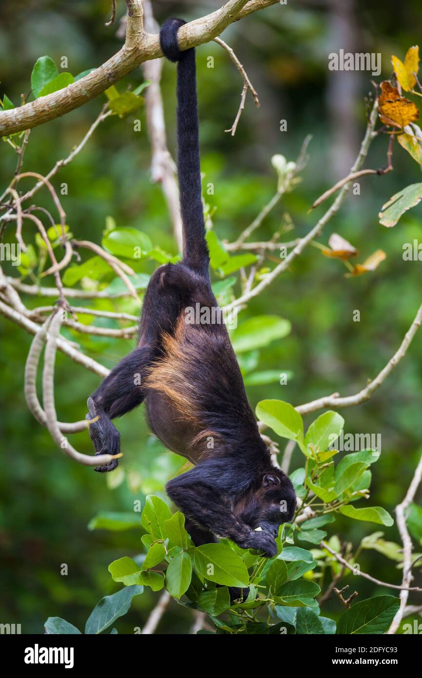 Panama wildlife with a Mantled Howler Monkey, Alouatta palliata, eating in the rainforest of Soberania national park, Republic of Panama. Stock Photo