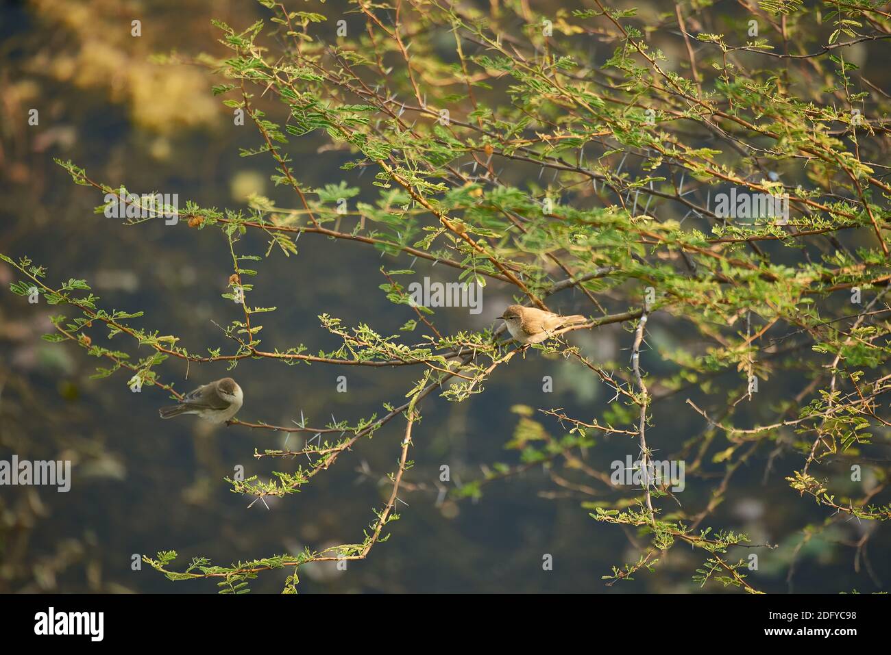 A common Chiffchaff (Phylloscopus collybita) on an acacia tree in Todgarh Raoli Wildlife Sanctuary in Rajasthan, India Stock Photo