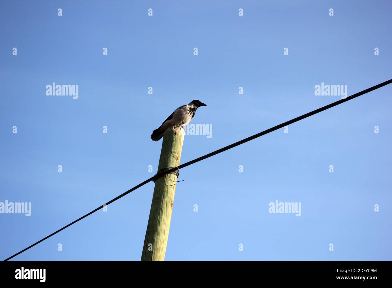 Crow On An Electric Pole Stock Photo