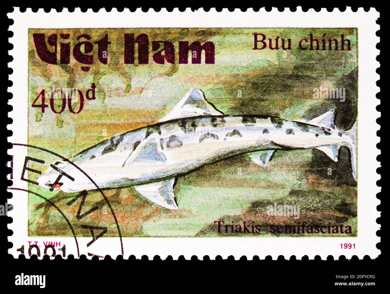 MOSCOW, RUSSIA - AUGUST 28, 2020: Postage stamp printed in Vietnam shows Leopard Shark (Triakis semiofasciata), Sharks serie, circa 1991 Stock Photo