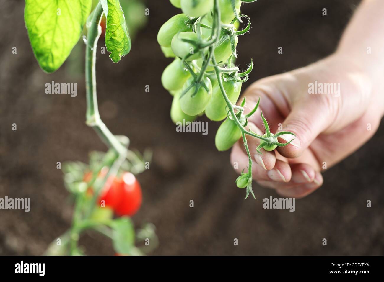 work in vegetable garden hand touch fresh green tomatoes cherry from ...