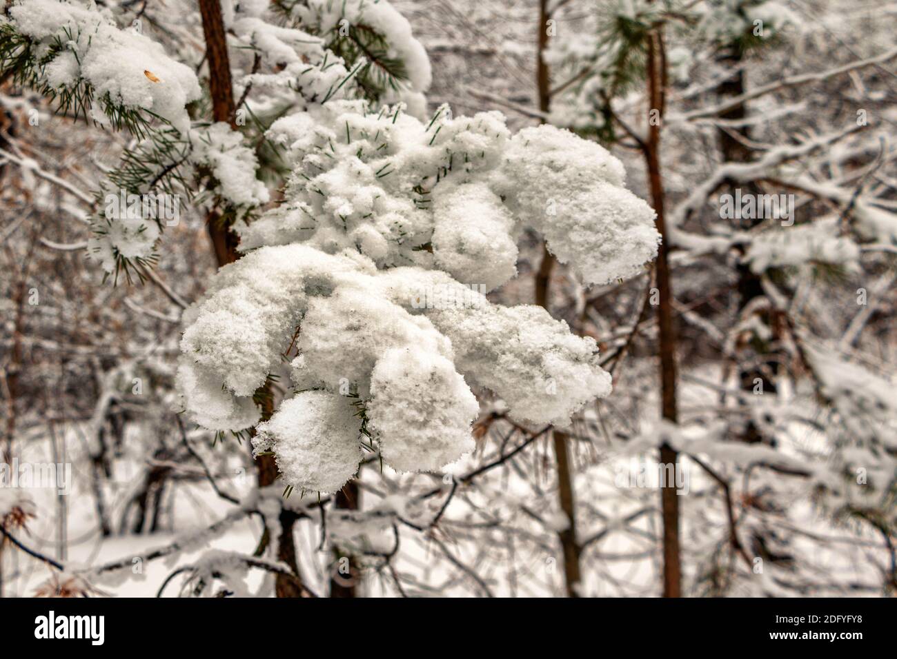 Snow-covered spruce branch on the background of the forest. The photo was taken in Chelyabinsk Russia. Stock Photo