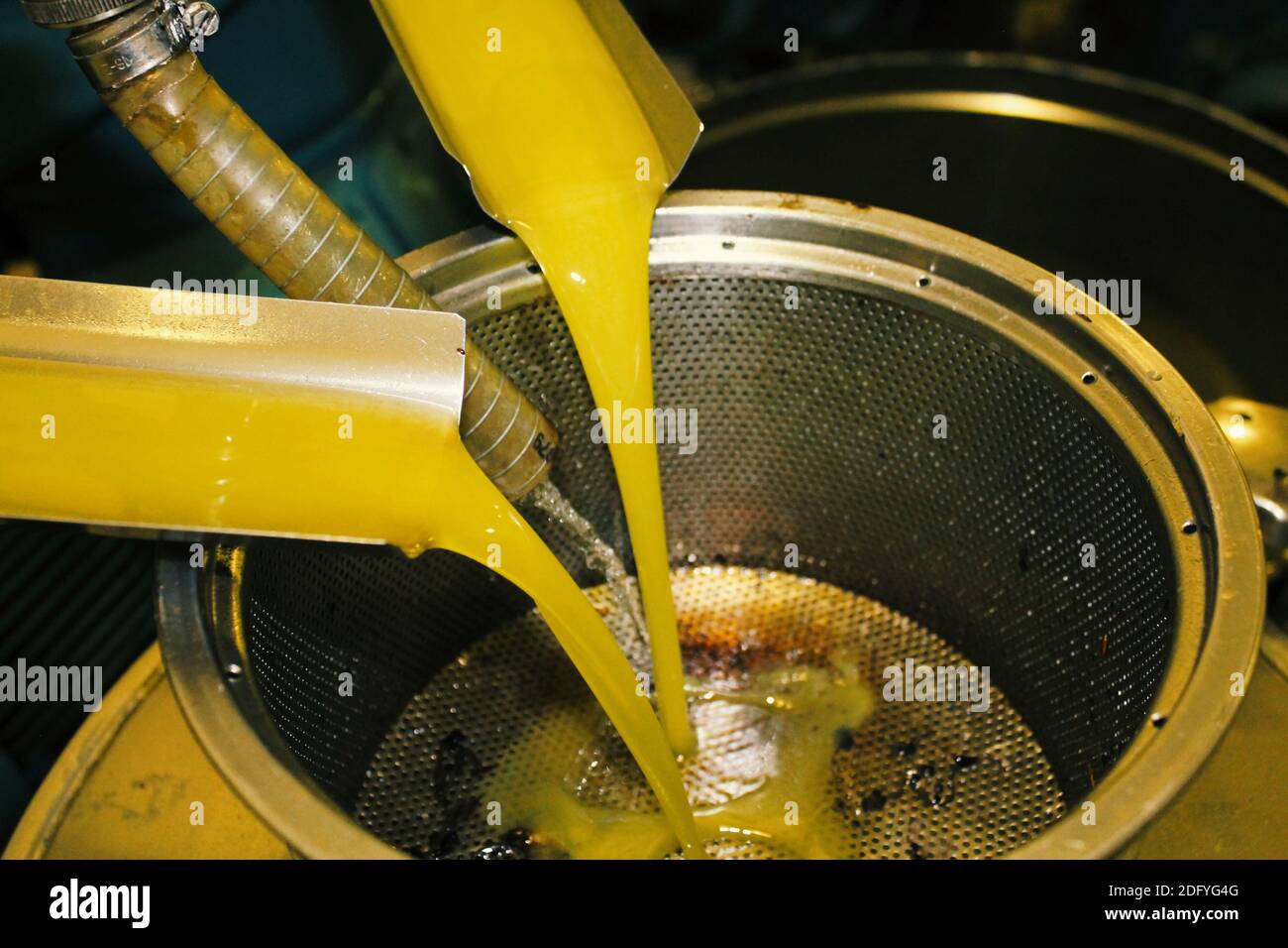 Extra virgin olive oil extraction process in olive oil mill in the