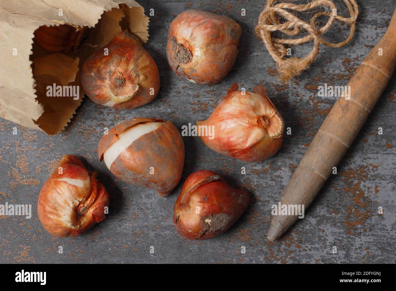 Tulipa. Tulip bulbs ready for planting in autumn. UK Stock Photo