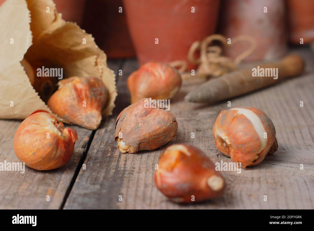 Tulipa. Tulip bulbs ready for planting in autumn. UK Stock Photo