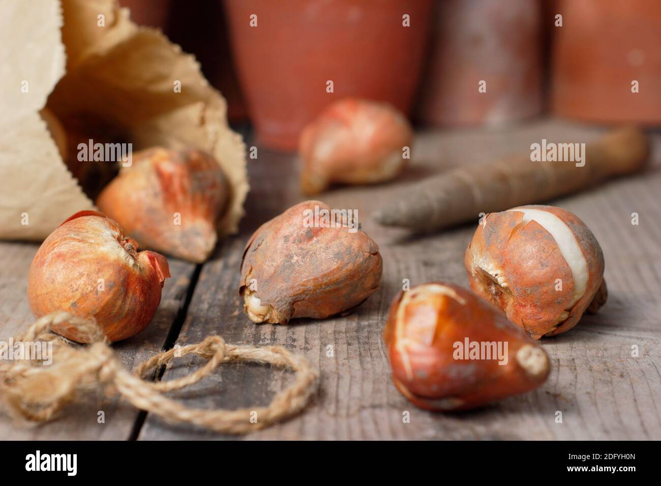 Tulipa. Tulip bulbs ready for planting in autumn. UK Stock Photo