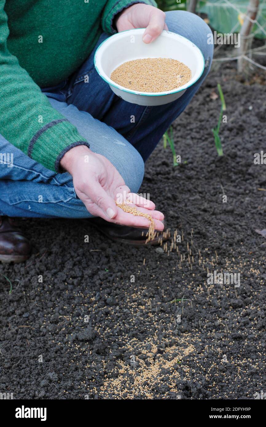 Applying Green manure. Sowing Mustard 'White Tilney' green manure seed