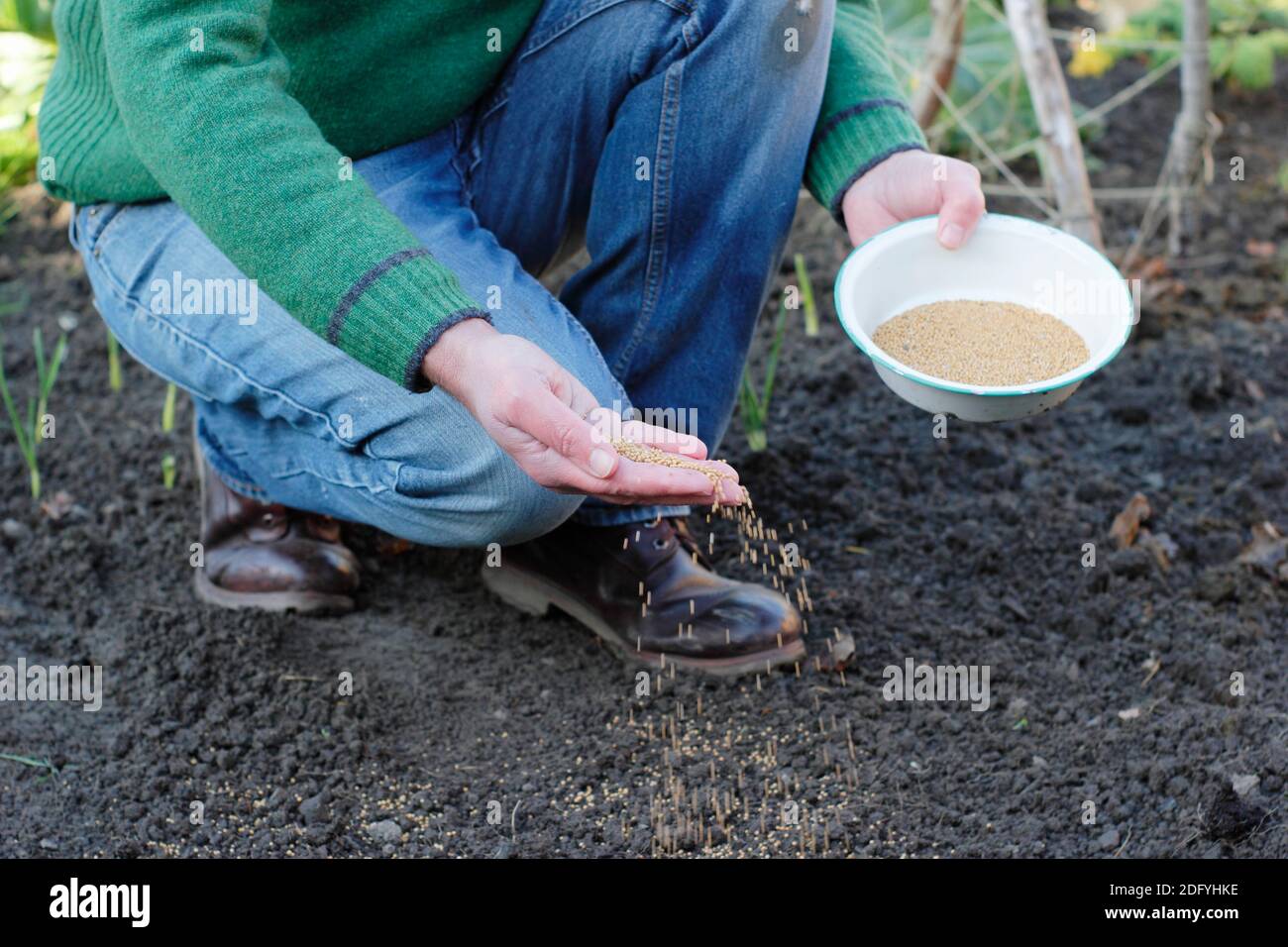 Applying Green manure. Sowing Mustard 'White Tilney' green manure seed