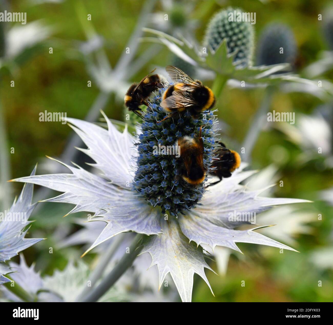 Blue purple sea holly in an English garden, covered in bumble bees. UK Stock Photo