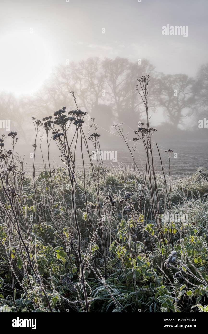 Sun burning off mist & frost on a Norfolk hedgerow. Stock Photo
