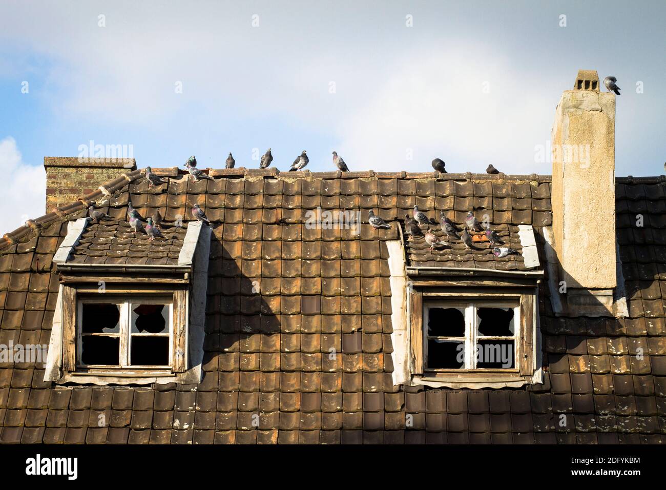 pigeons on a roof of an old abandoned harbor building in the port Deutz, Cologne, Germany. Stock Photo