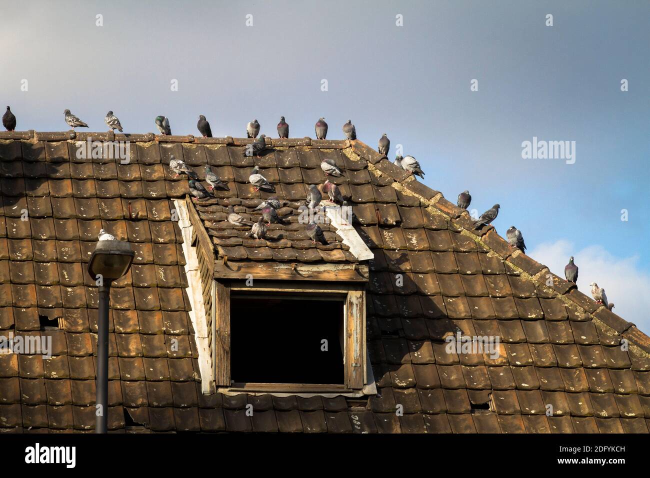 pigeons on a roof of an old abandoned harbor building in the port Deutz, Cologne, Germany. Stock Photo