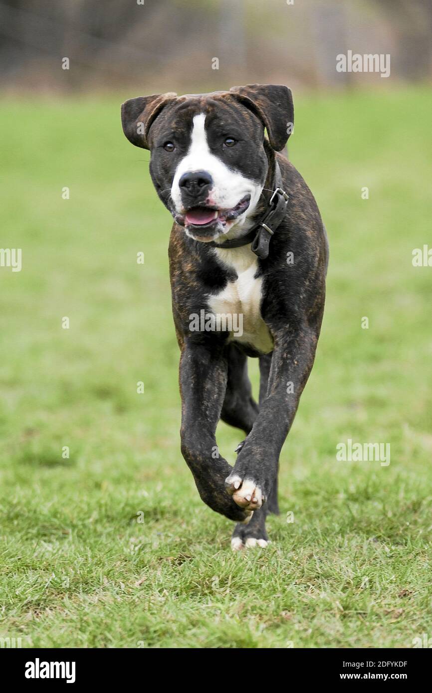 American Bulldog- Rottweiler Mischung, Mixed-Breed-Dog Stock Photo - Alamy