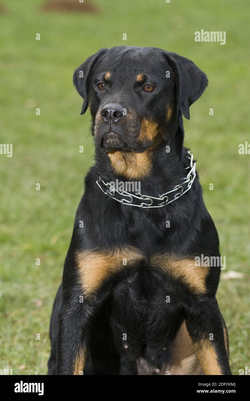Rottweiler, kampfhund, kampfhunde, dog-images, pet-images, pet-pictures  Stock Photo - Alamy