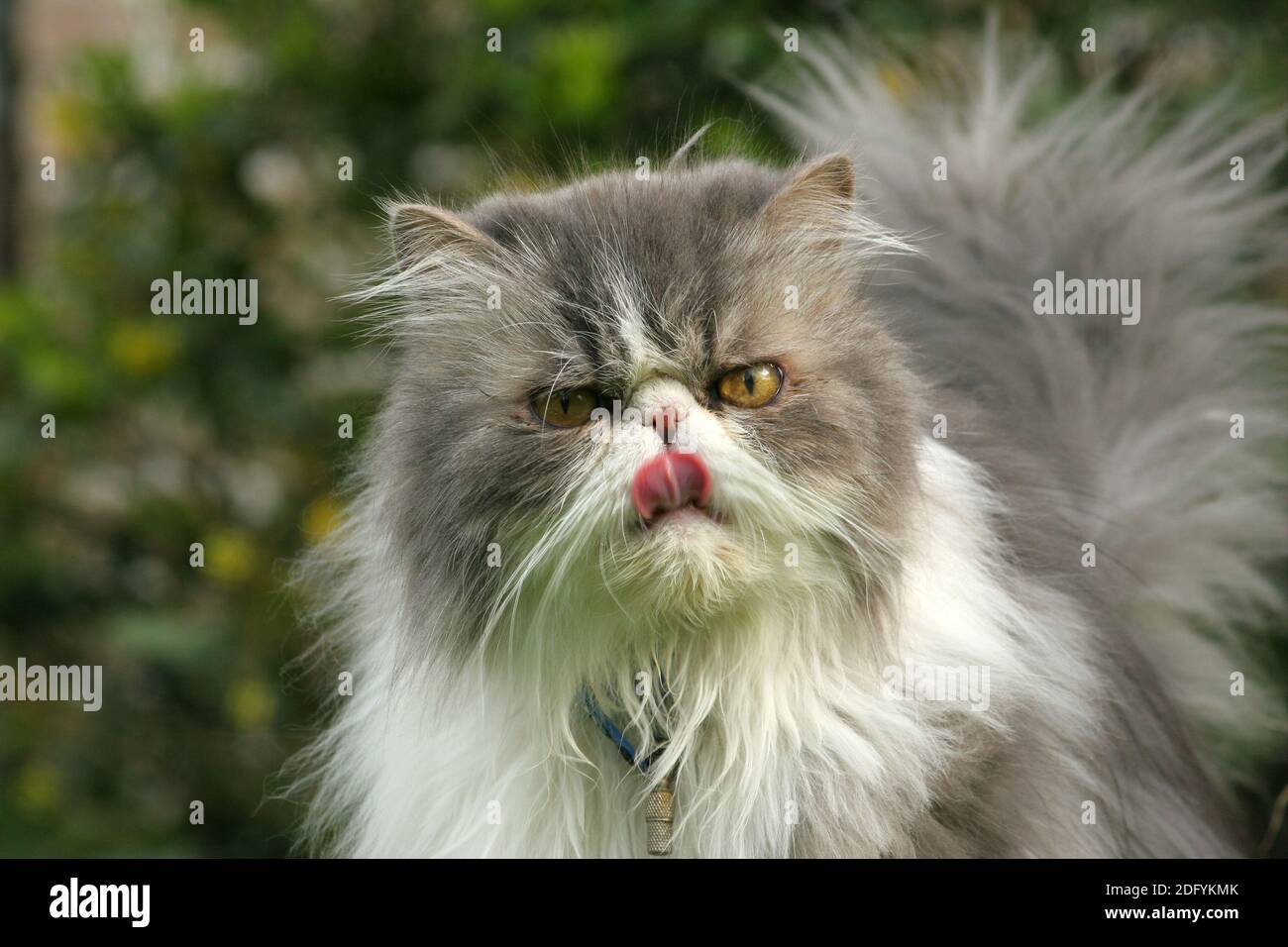 Persian Cat, Perserkatze, Perser, Hauskatze, domestic cat, Haustierfotos,  pet picture agency, Rassekatzen, bildagentur, picture Stock Photo - Alamy