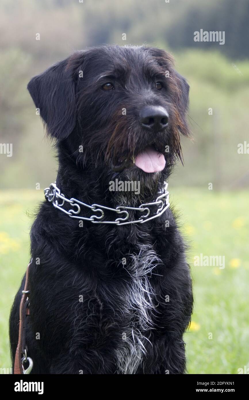 German schnauzer hi-res stock photography and images - Alamy
