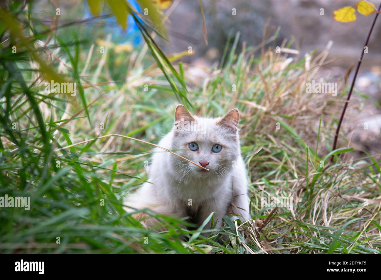 A white cat with blue eyes is lying in wait in the green grass Stock Photo