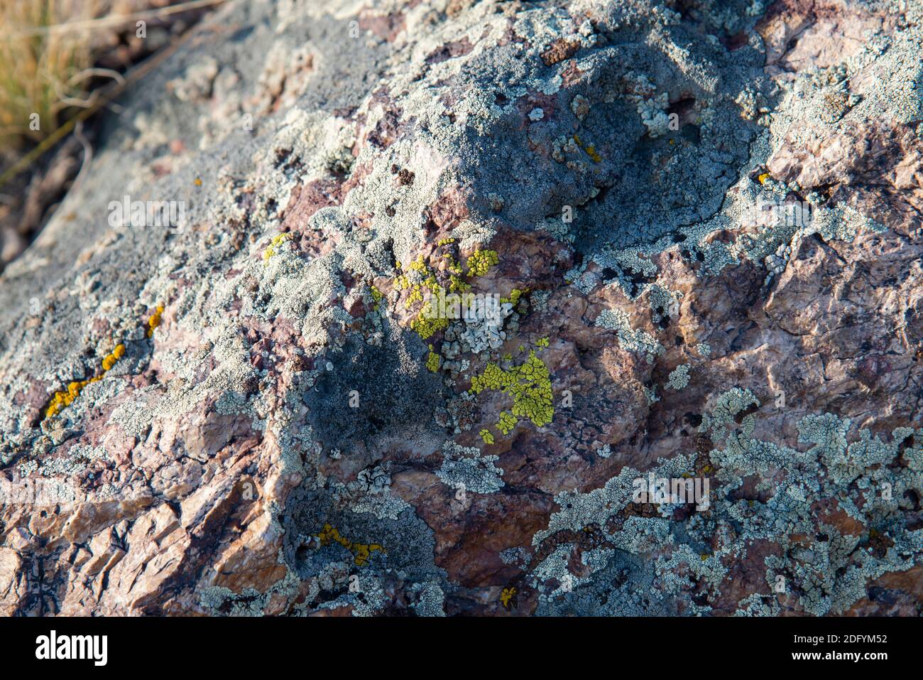 Texture of multi-colored moss and lichen pattern on wild stone. Stock Photo
