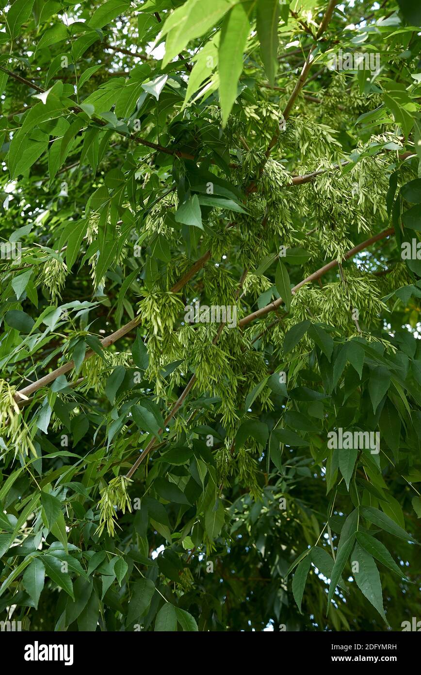 Fraxinus pennsylvanica branch and trunk close up Stock Photo