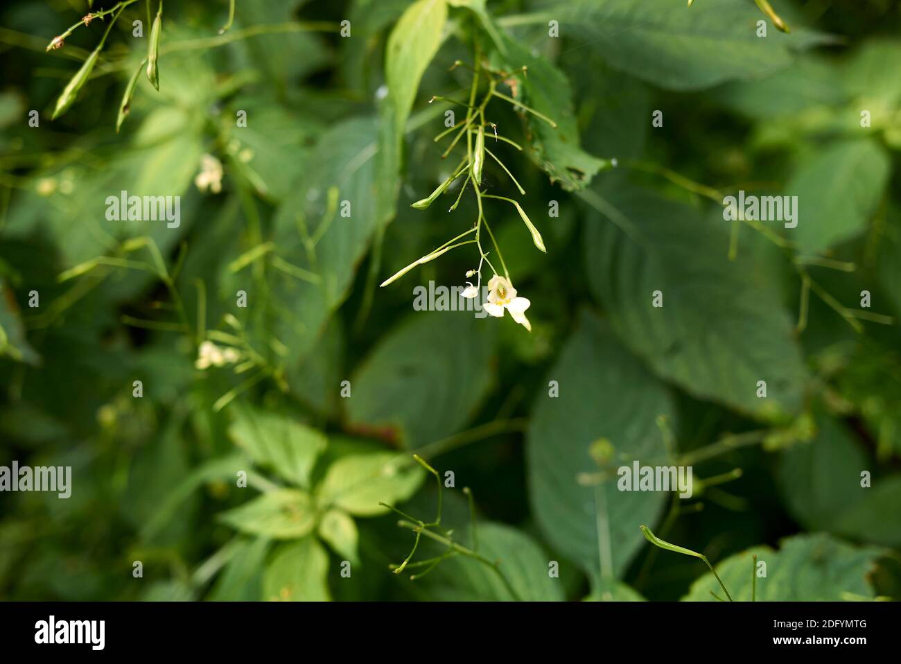 Impatiens parviflora yellow flowers Stock Photo Alamy