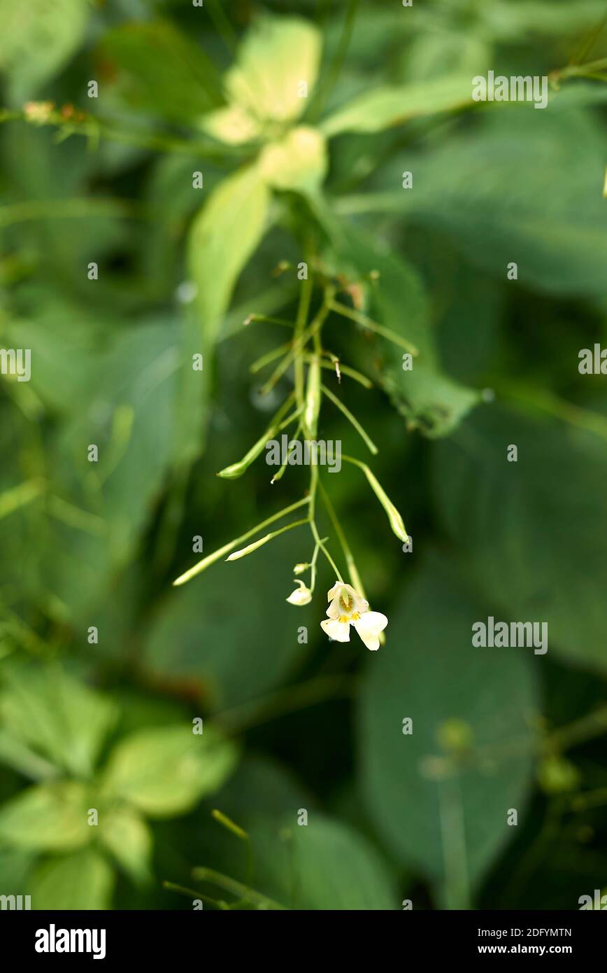 Impatiens parviflora yellow flowers Stock Photo Alamy