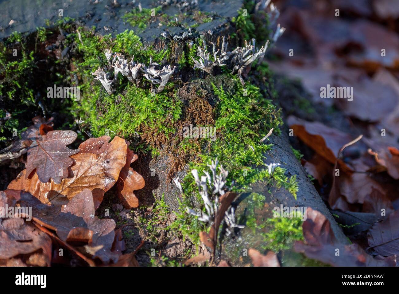 Lichens on an old tree stump. Stock Photo