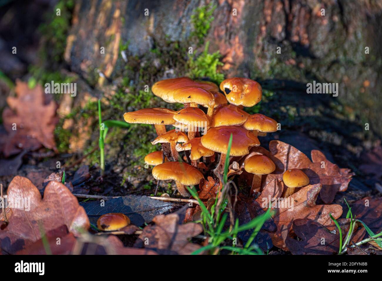 honey agaric mushrooms on an old tree stump. Stock Photo