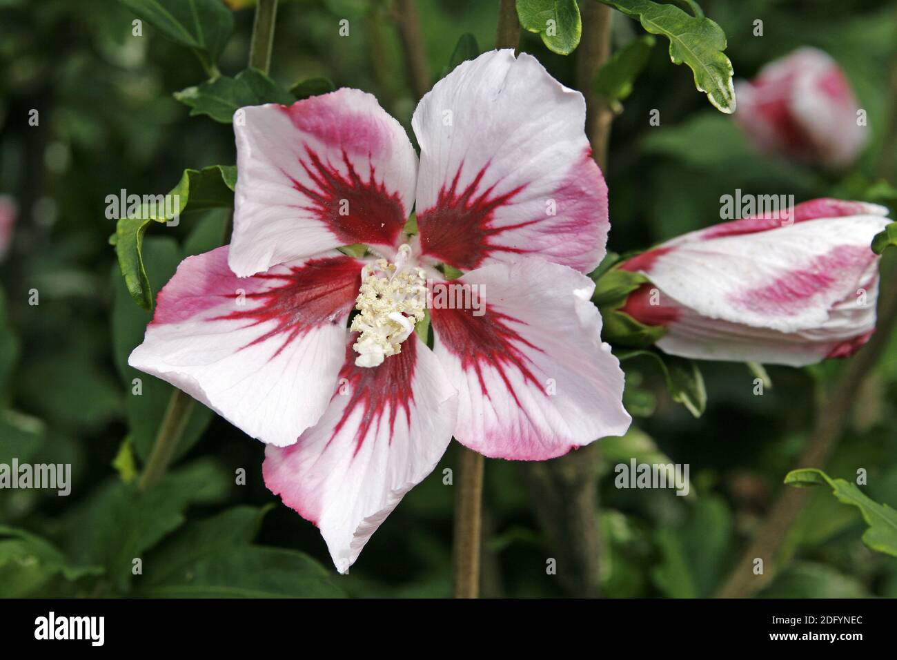 Hibiskus syriacus hi-res stock photography and images - Alamy