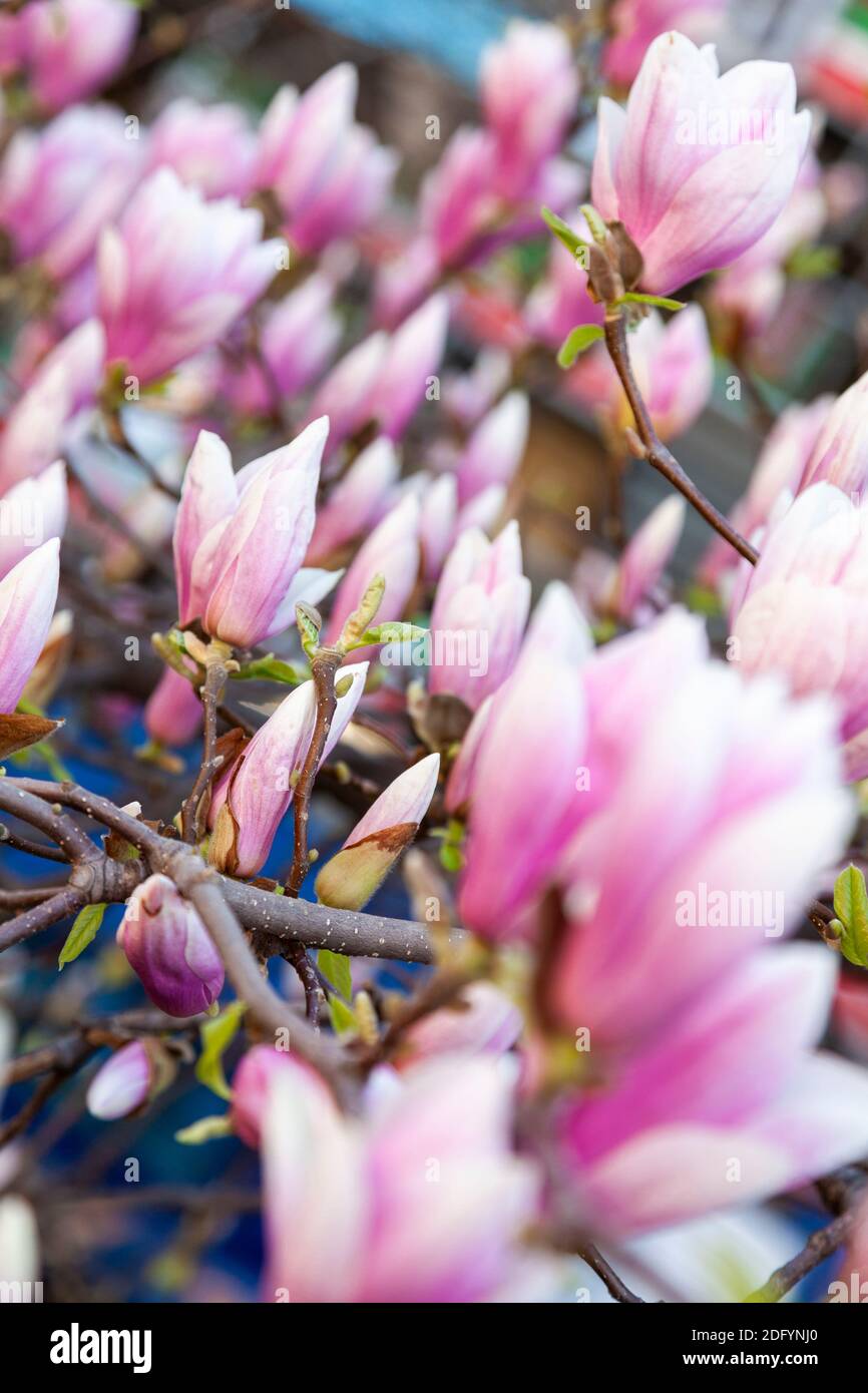close up of a Magnolia tree with beautiful pink flowers Stock Photo - Alamy