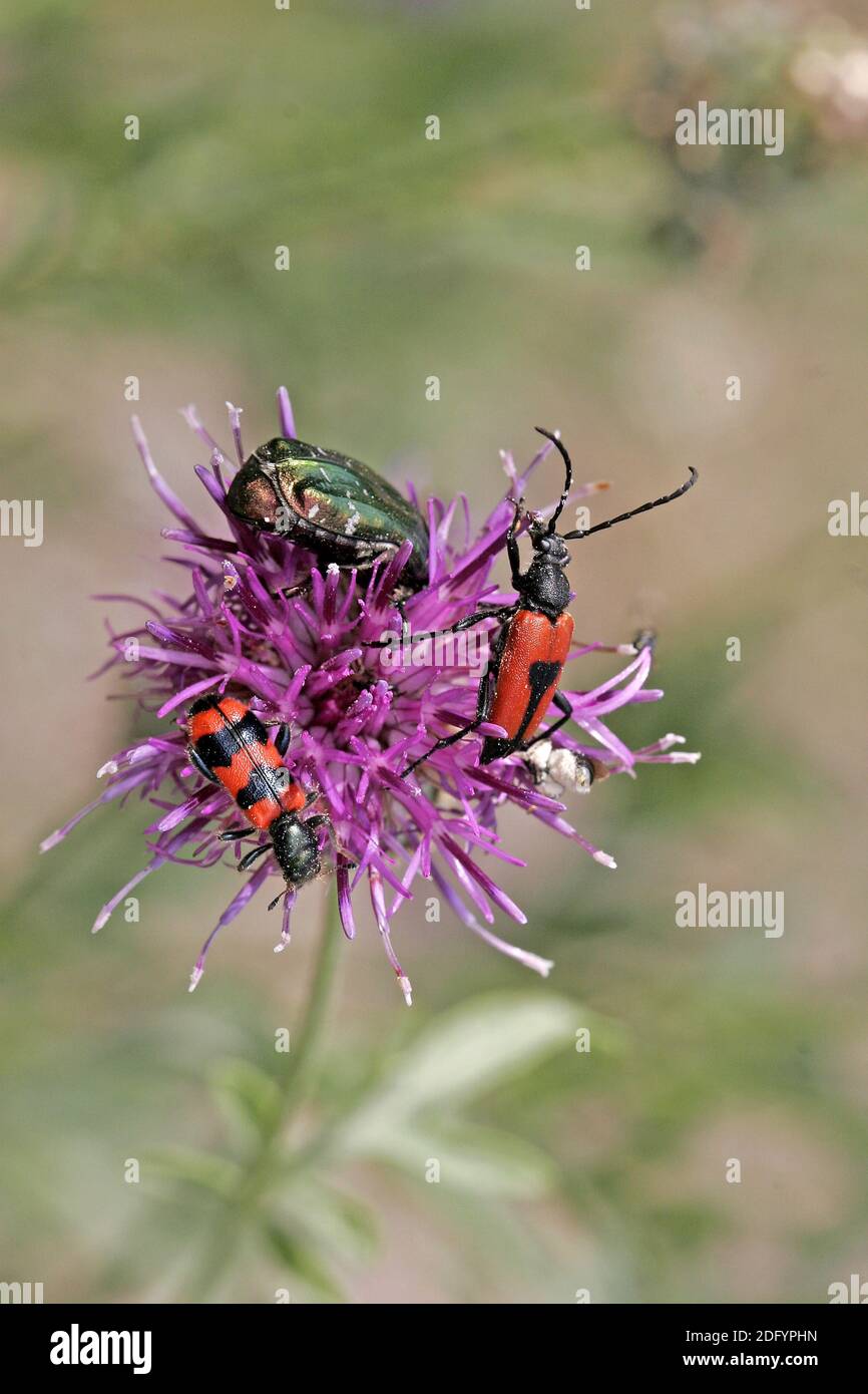Leptura cordigera, longhorn beetles Stock Photo