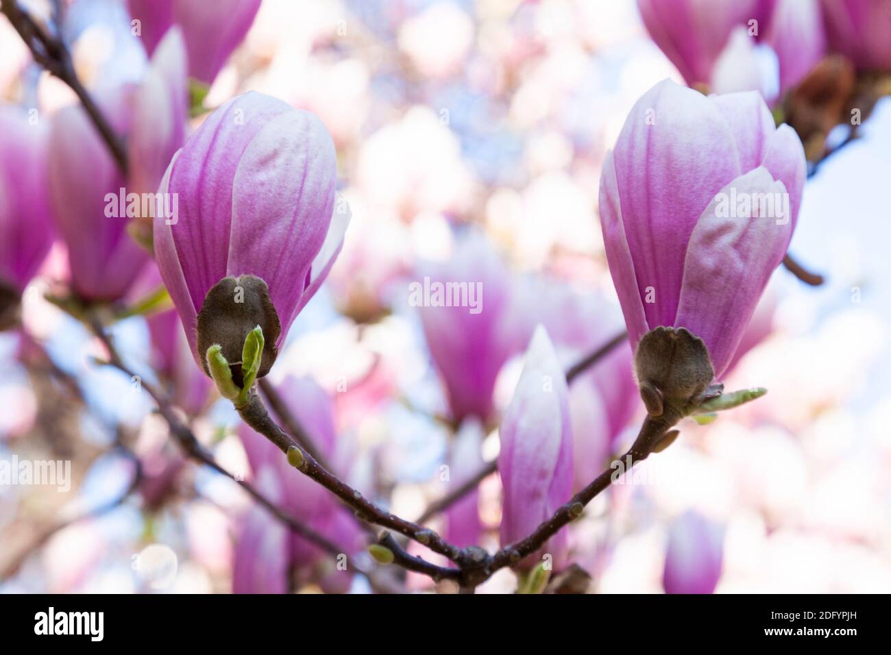 close up of a Magnolia tree with beautiful pink flowers Stock Photo - Alamy
