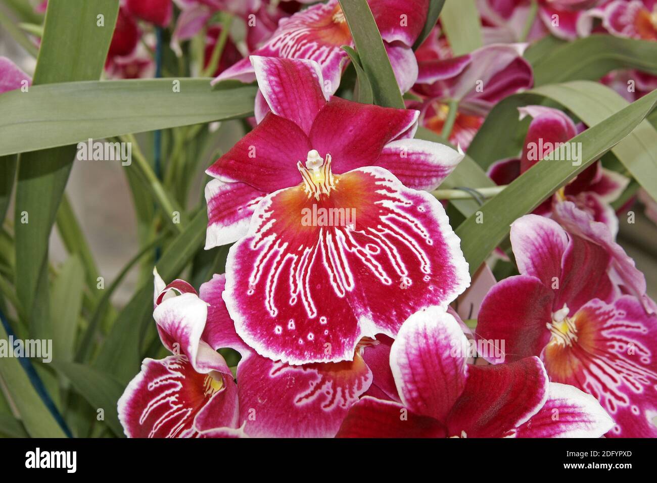 Miltonia hybrid 'Maui Metor' pansy orchid Stock Photo