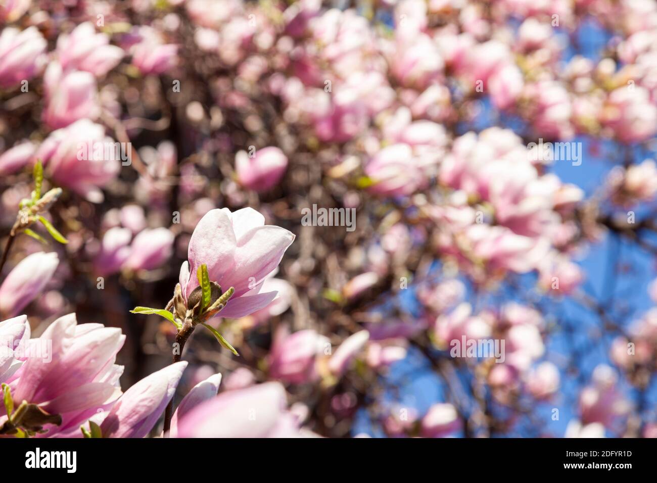 close up of a Magnolia tree with beautiful pink flowers Stock Photo - Alamy